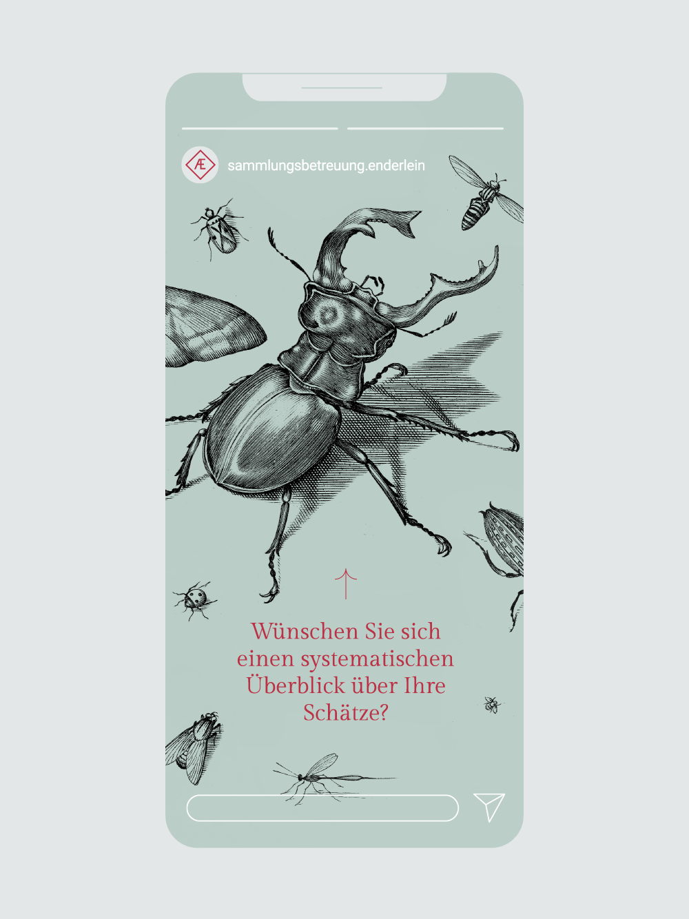 animierte Ansicht von Instagram Story Sammlungsbetreuung Enderlein, Bild mit Sammlung von Käfern wechselt sich ab mit rotem Hintergrund und weißem Text